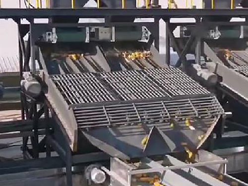 Corn husking machine