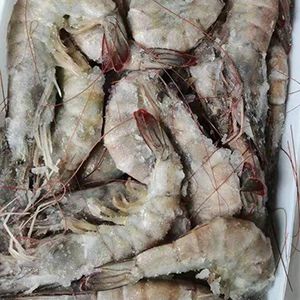 Frozen Shrimp