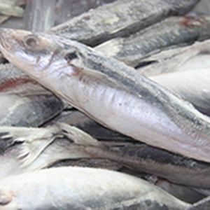 Frozen Fish